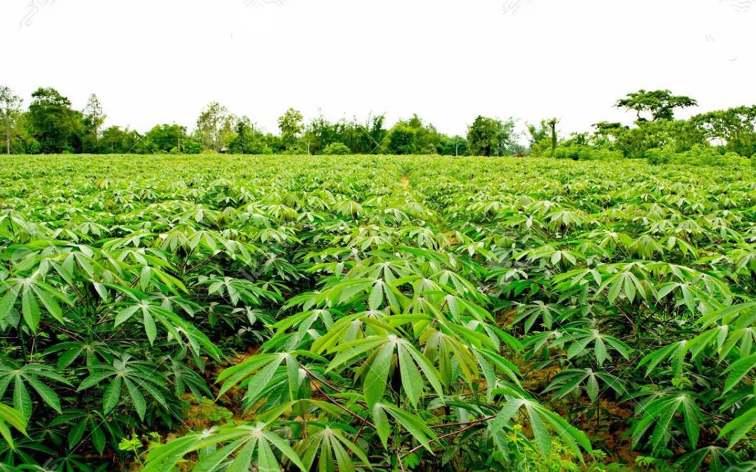 Comment produire le manioc ?