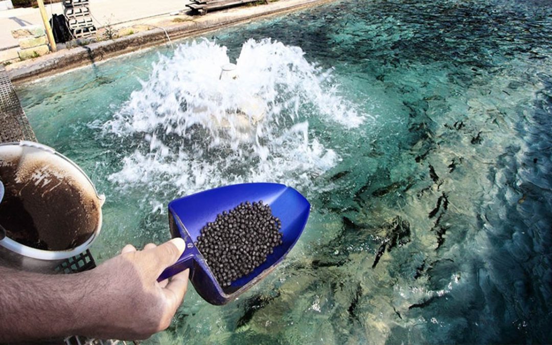 Pourquoi élever les poissons ?