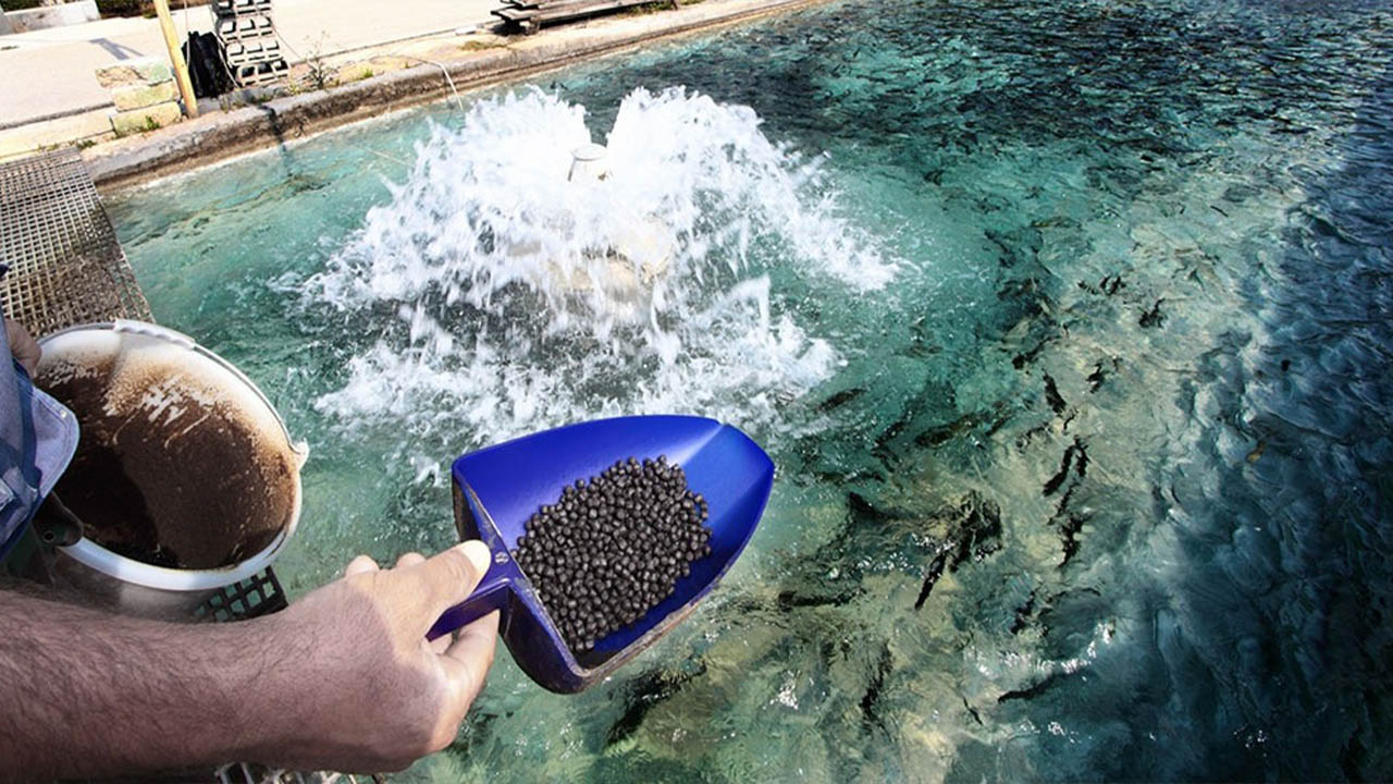 Pourquoi élever les poissons ?