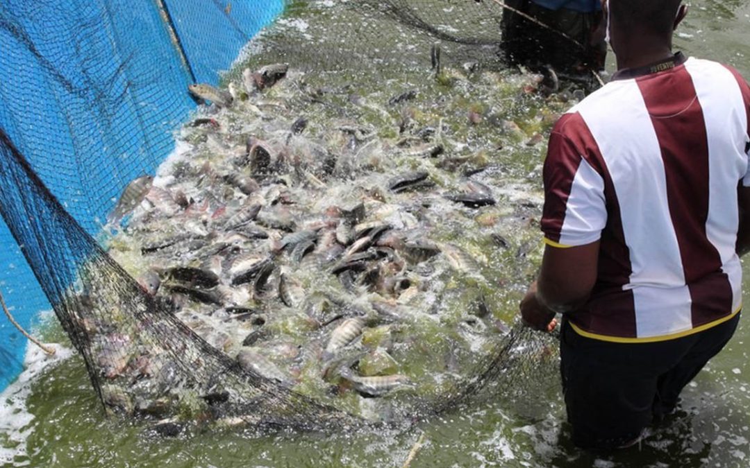 Comment produire les poissons ?