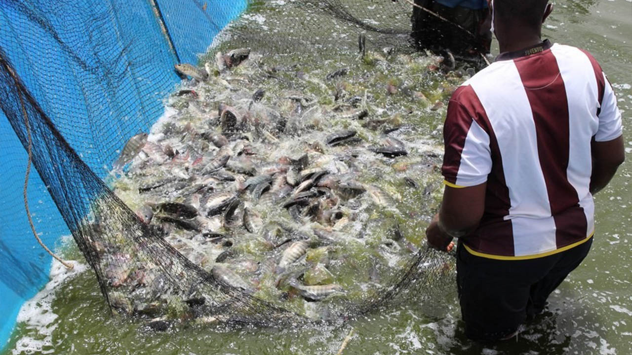 pisciculture poisson peche
