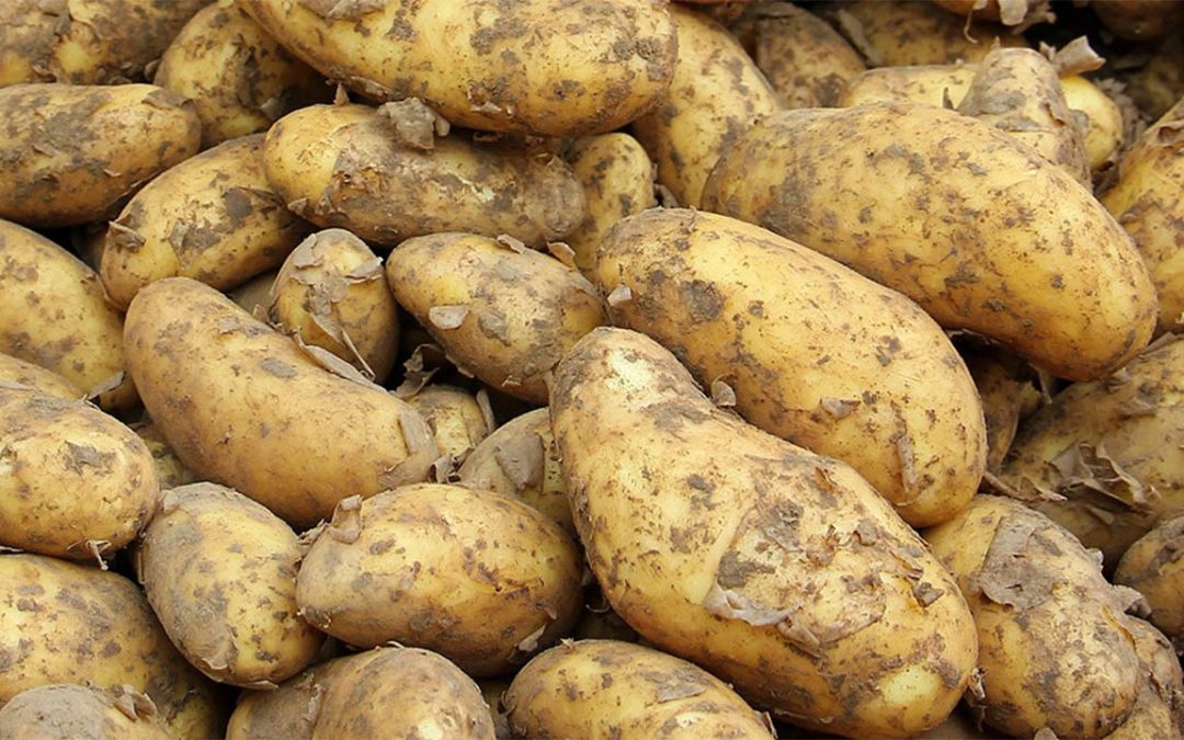 Pourquoi consommer la pomme de terre ?