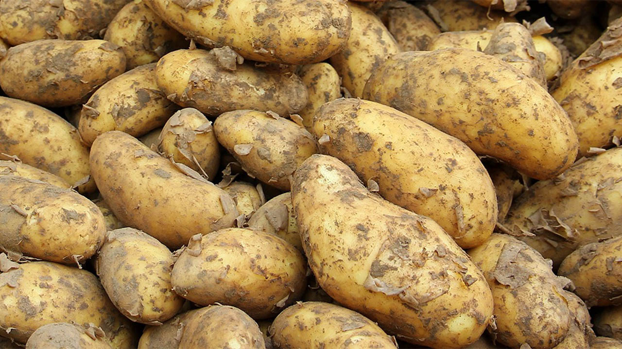 pomme de terre