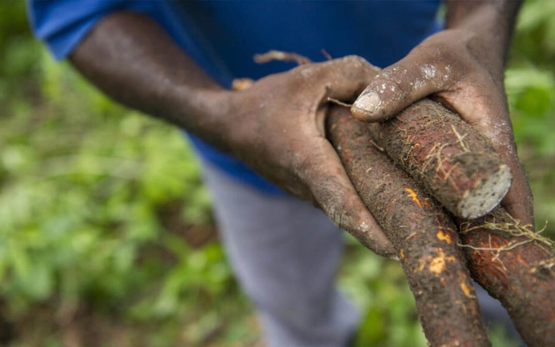 Pourquoi produire le manioc ?