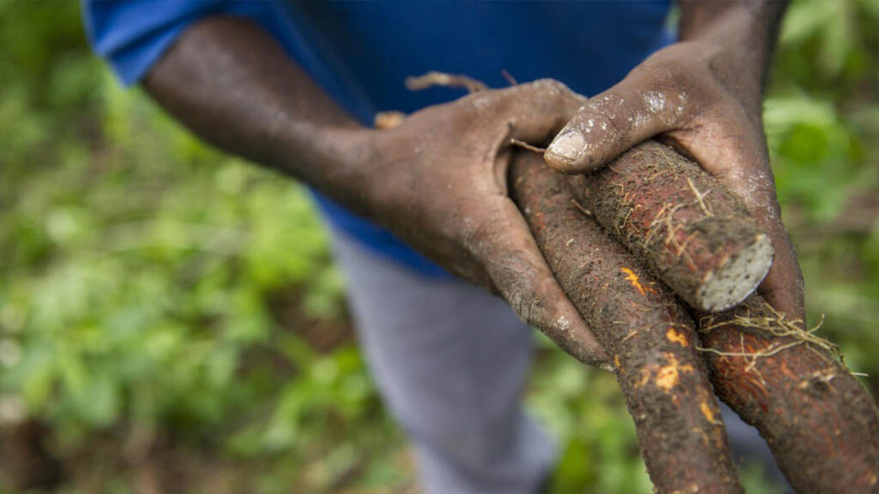 Pourquoi produire le manioc ?