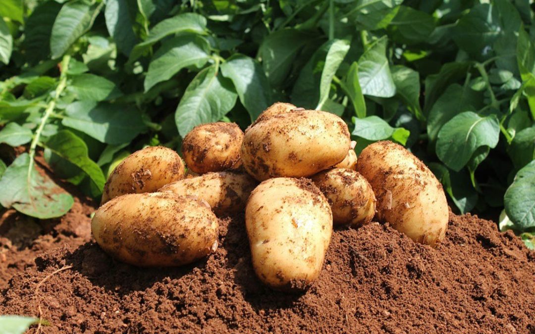Comment produire les pommes de terre ?