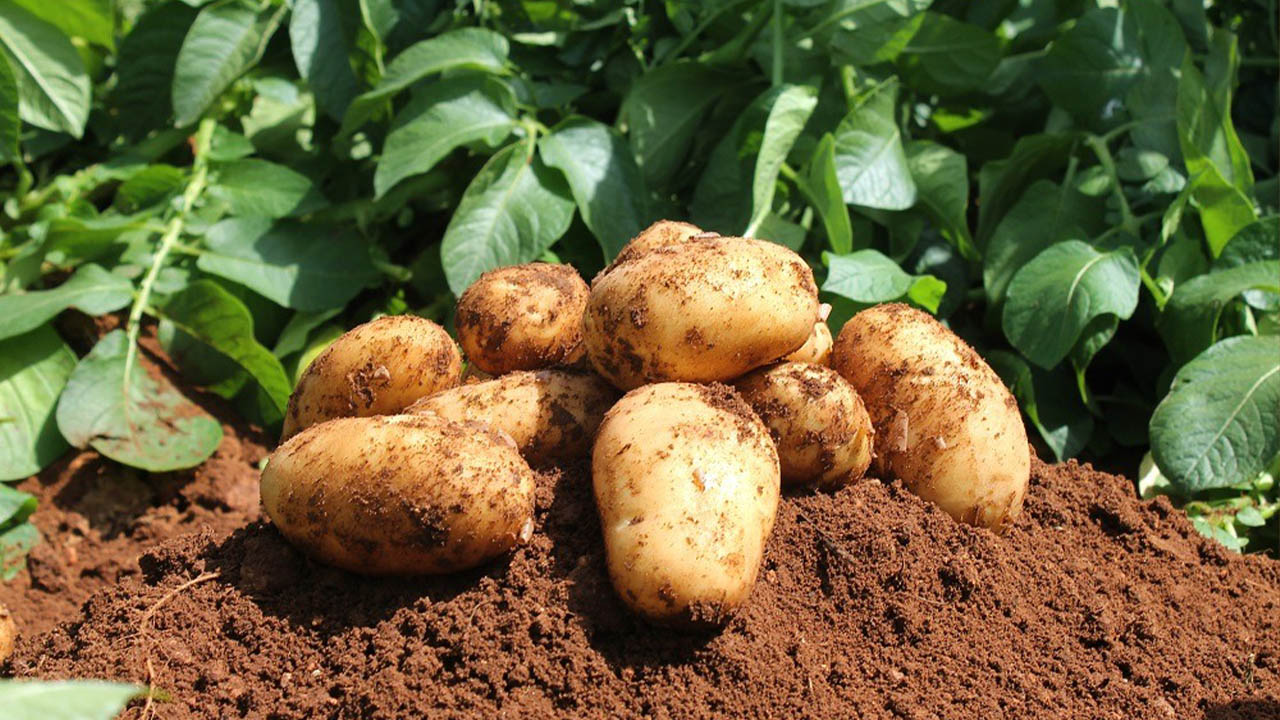 Comment produire les pommes de terre ?