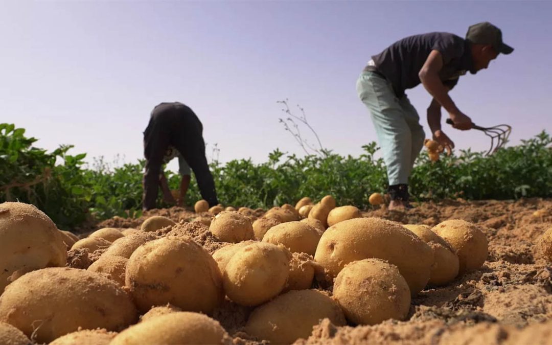 Pourquoi produire les pommes de terre ?