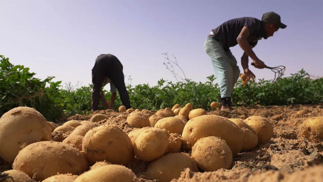 Pourquoi produire les pommes de terre ?
